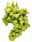 09132188: White Grape Italia Puglia 8.8kg C IT 1kg