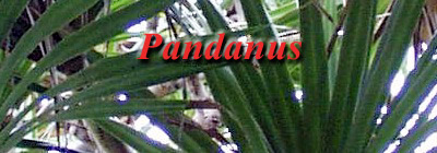 pandanus.jpg